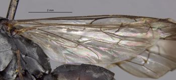 Media type: image;   Entomology 13706 Aspect: Wing hind